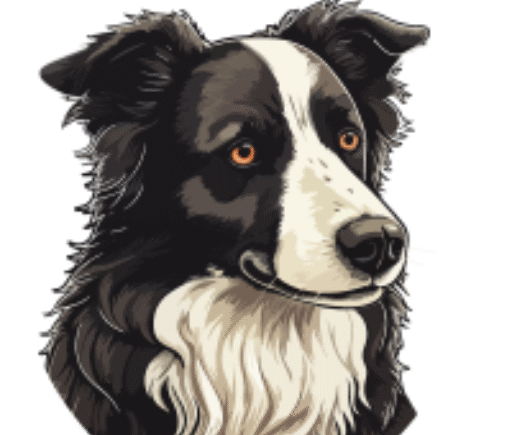 PRIME BORDER COLLIES